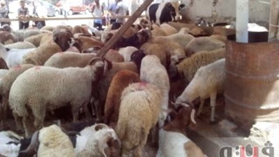 الحكومة تنفي فرض ضرائب على المواشي