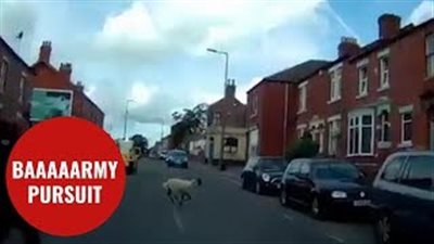 مطاردة غريبة بين الشرطة وخروف (فيديو)