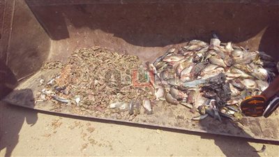 بالصور.. «بيطري الشرقية» يعدم 200 كيلو أسماك فاسدة في العاشر