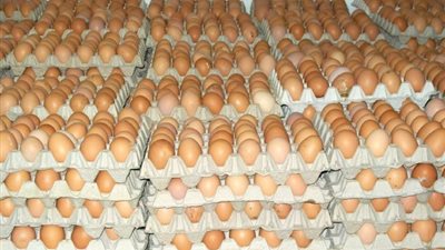«الدواجن»: ارتفاع متوقع بسعر البيض مع بدء العام الدراسي الجديد