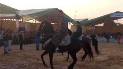 بالصور.. مشادات بين صاحب مزرعة ولجنة مهرجان الخيول بالشرقية