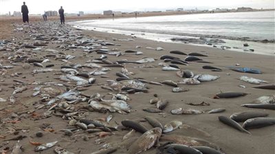 «ظاهرة يرصدها النشطاء».. نفوق أسماك في سواحل الكويت