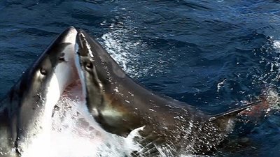 بالفيديو والصور.. شاهد سمكة قرش تفترس أختها بطريقة وحشية