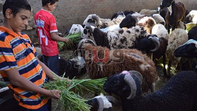 سوهاج- القاهرة.. رحلة «حمدي الصعيدي» سنويا لبيع الأضاحي (فيديو)