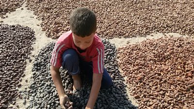 بالفيديو.. «الشمس بتخاف منهم» حكايات أطفال قنا في رحلة جمع البلح