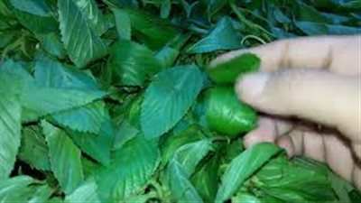 أسرار شراء الملوخية الخضراء وطرق حفظها وتفريزها (فيديو)