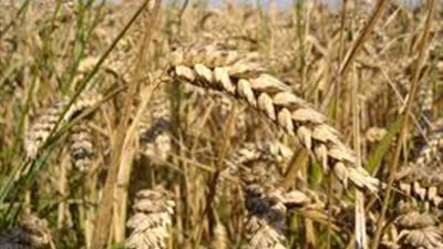 الجمعية المصرية للطحن تنفى وجود أزمة فى القمح