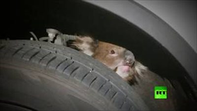 بالفيديو.. لحظة إنقاذ كوالا من داخل إطار سيارة