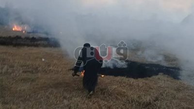 البيئة: لن نترك مخالفًا بحرق قش الأرز يفلت من المحاسبة