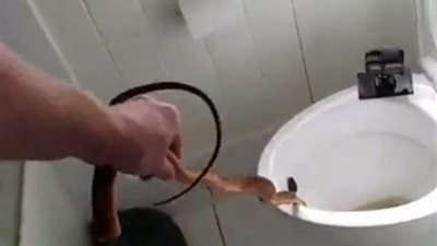 بالفيديو والصور.. لحظة العثور على ثعبان سام بمرحاض أسرة