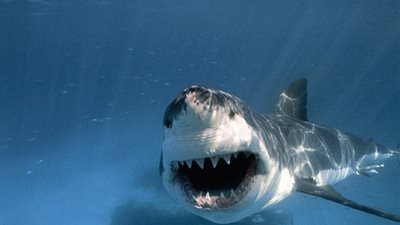 بالفيديو والصور.. قرش يهاجم قارب صيد