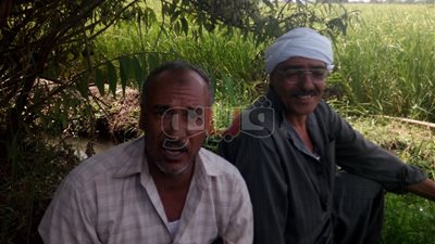 بالصور.. مزارعو الشرقية: بيع الذرة لأصحاب المزارع مربح