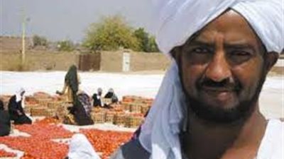 الحسينى: أزمة السولار أثرت على محصول القمح