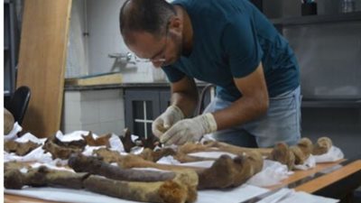 الآثار تعلن نتائج فحص الهياكل العظمية المكتشفة في تابوت الإسكندرية