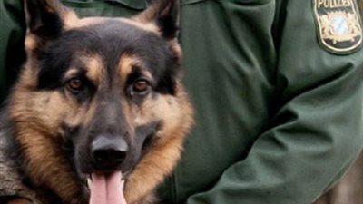 الشرطة البريطانية تستعين بالكلاب المدربة للكشف عن الجرائم الإلكترونية