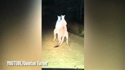 بالفيديو.. مصارعة بالأيدي والركل بين حيواني «كنغر» في أستراليا