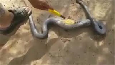 بالفيديو.. سعودي يتفاجأ بشيء غريب داخل بطن ثعبان