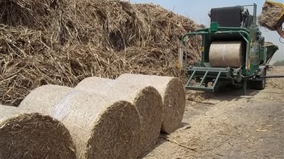 وزارة البيئة: تصنيع 8 أطنان أعلاف من قش الأرز