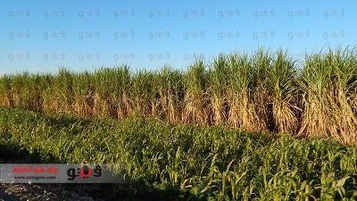 بالفيديو والصور.. كواليس ومشاكل زراعة محصول القصب الإستراتيجي بصعيد مصر