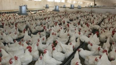 تدشين بورصة جديدة للدواجن بالصعيد