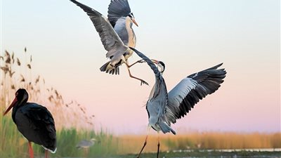 معركة جوية بين طائرين عملاقين للسيطرة على بحيرة (صور)