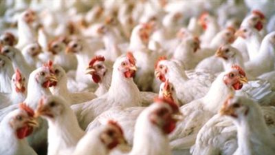 اتحاد منتجي الدواجن يناشد وزير الزراعة لحل أزمة نقص الأعلاف