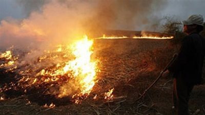 تحرير 17 مخالفة حرق قش الأرز في الشرقية