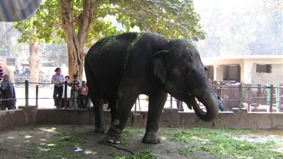 طوارئ بحديقة الحيوان لاستقبال الزائرين خلال أيام العيد