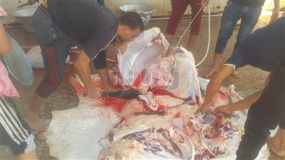 شوارع الفيوم تغرق في دماء الذبائح وقانون البيئة في إجازة (صور)
