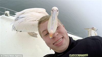 بجعة تحاول التهام رأس شاب (فيديو وصور)