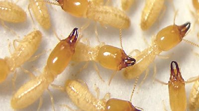 الزراعة تخصص خطا ساخنا لشكاوى المتضررين من النمل الأبيض