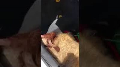 نهاية مروعة لأضحية كويتي نقلها للمنزل داخل شنطة السيارة (فيديو)