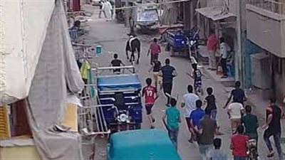 لحظة هروب عجل هائج في شوارع دمنهور (فيديو)