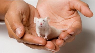 اكتشاف بروتين يصغّر عمر الإنسان 40 عاماً ويعالج السكر