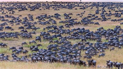 حمار وحشي يختفي بين آلاف من الحيوانات البرية (صور)