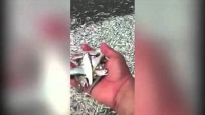 بالفيديو.. نفوق كميات كبيرة من الأسماك على ساحل البحر الأحمر في السعودية