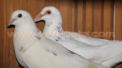 بالفيديو والصور.. تربية «الحمام» هواية مسلية.. الفصائل النادرة في طريقها للانقراض.. طبيب بيطري يجري عملية جراحية لفرد حمام بعد تخديره.. والمربون يناشدون الدولة بإنشاء رابطة للحفاظ على السلال