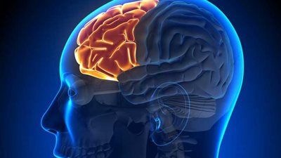 اكتشاف منطقة في المخ لها علاقة بكراهية بعض الأشخاص للأجبان