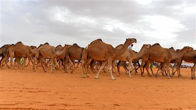 بسبب الاحتباس الحراري.. أستراليا تقرر إعدام 10 آلاف جمل