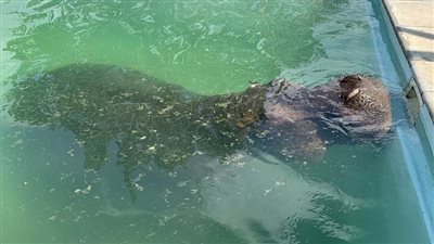 رجل يفاجأ بفرس نهر يزن 3 أطنان داخل حمام السباحة بمنزله فى بوتسوانا