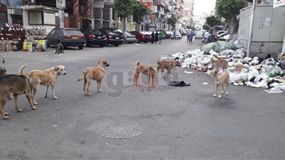 الكلاب الضالة تثير غضب أهالي النهضة ببورسعيد في أول أيام العيد