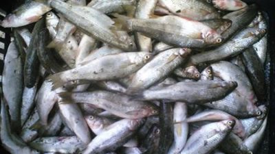 48 جنيهًا لكيلو البوري ممتاز بالقاهرة