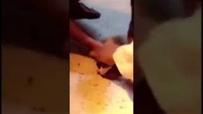 بالفيديو.. شاب يساعد قطة مشلولة على المشي بطريقة رائعة