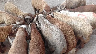 13 قرشا سعر رطل اللحم الضانى عام 1957