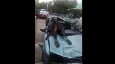 بقرة ضخمة تقتحم سيارة (فيديو)