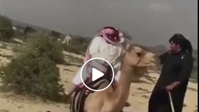 نهاية مروعة لخليجي حاول ركوب جمل (فيديو)