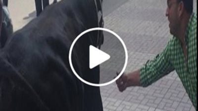 فزع المواطنين لحظة هروب عجل في شوارع الإسكندرية (فيديو)