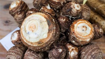 القلقاس غذاء المستقبل لرفع المناعة