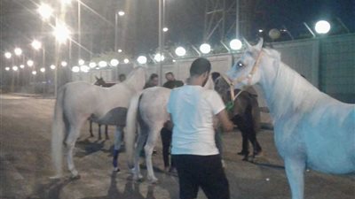 تصدير 9 خيول عربية إلى ألمانيا