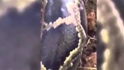 بالفيديو.. ماعز جبلى كاد يفقد حياته بعد شجار مع أفعى ضخمة